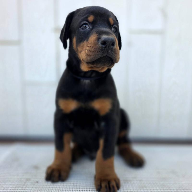 商談中の茨城県のドーベルマン-426183