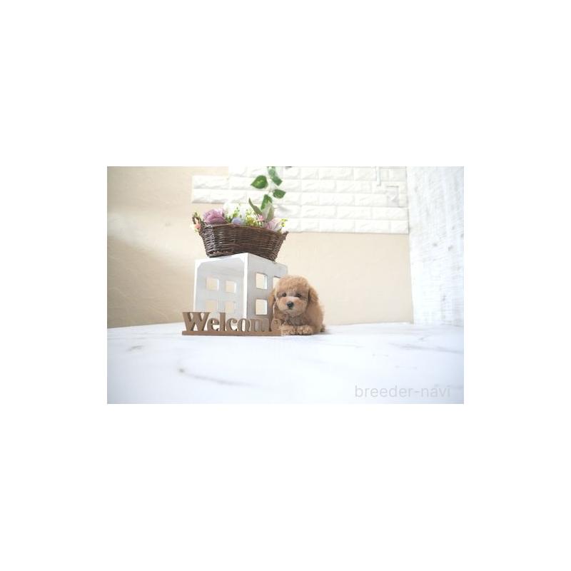 販売中の滋賀県のタイニープードル-428848の5枚目