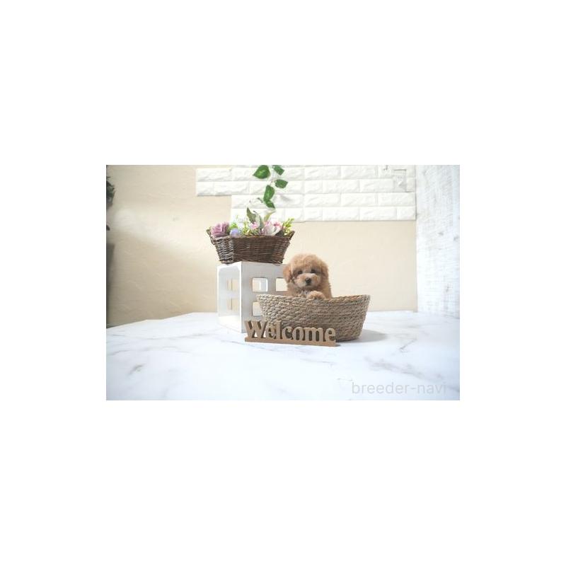 販売中の滋賀県のタイニープードル-428848の4枚目