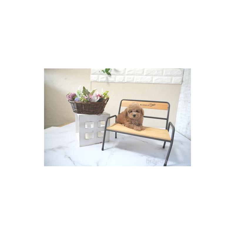 販売中の滋賀県のタイニープードル-428848の3枚目