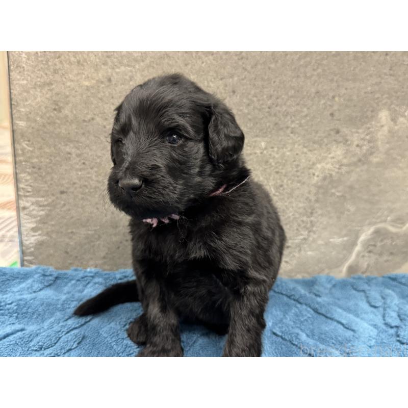 商談中の静岡県のフラットコーテッドレトリーバー-423914の3枚目