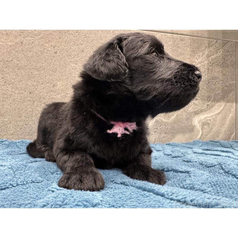 商談中の静岡県のフラットコーテッドレトリーバー-423914の2枚目