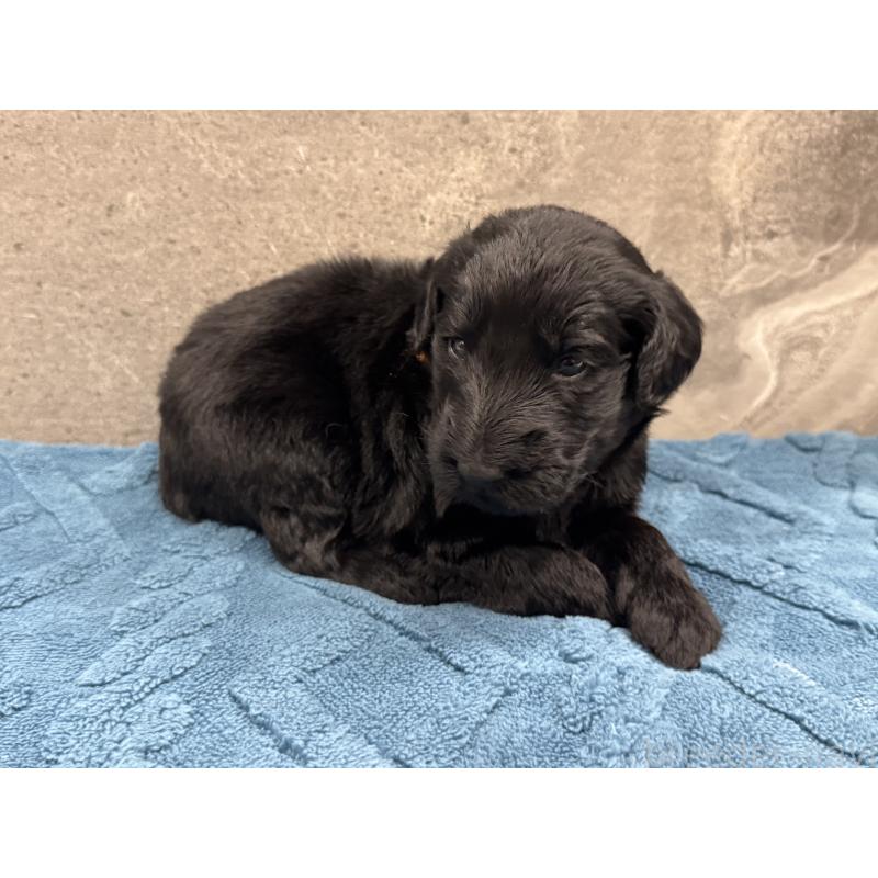 商談中の静岡県のフラットコーテッドレトリーバー-424026の3枚目