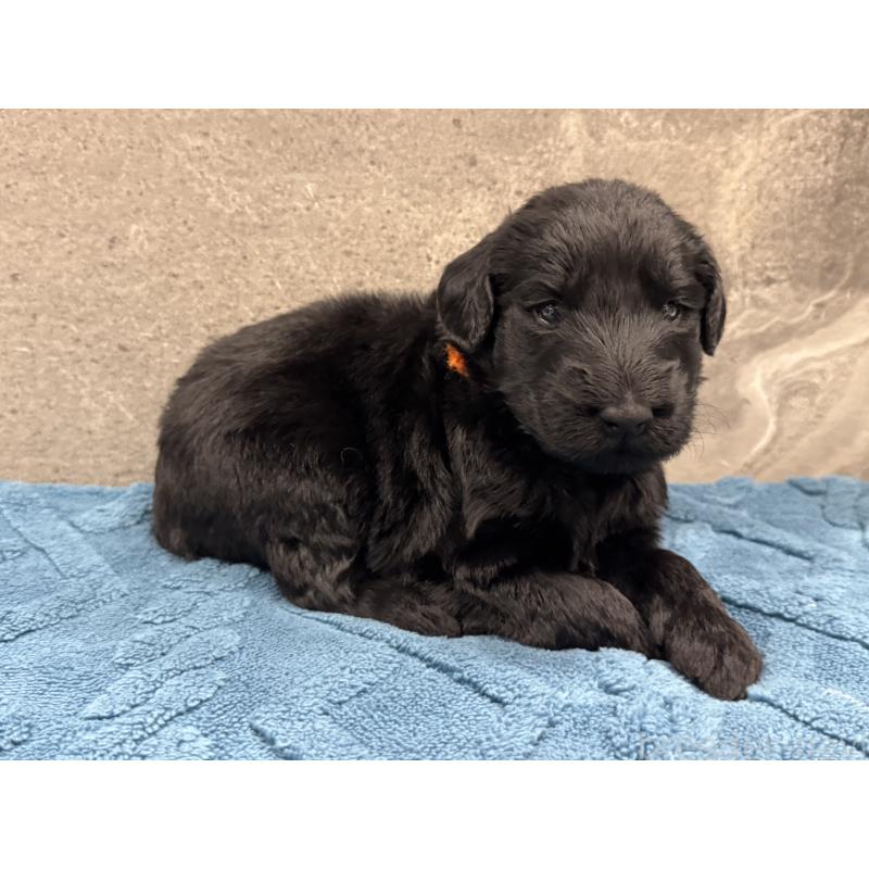 商談中の静岡県のフラットコーテッドレトリーバー-424026の2枚目