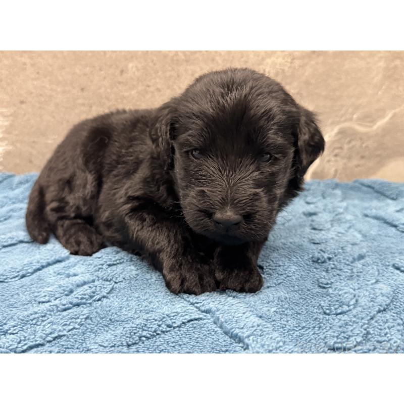 商談中の静岡県のフラットコーテッドレトリーバー-424028の3枚目