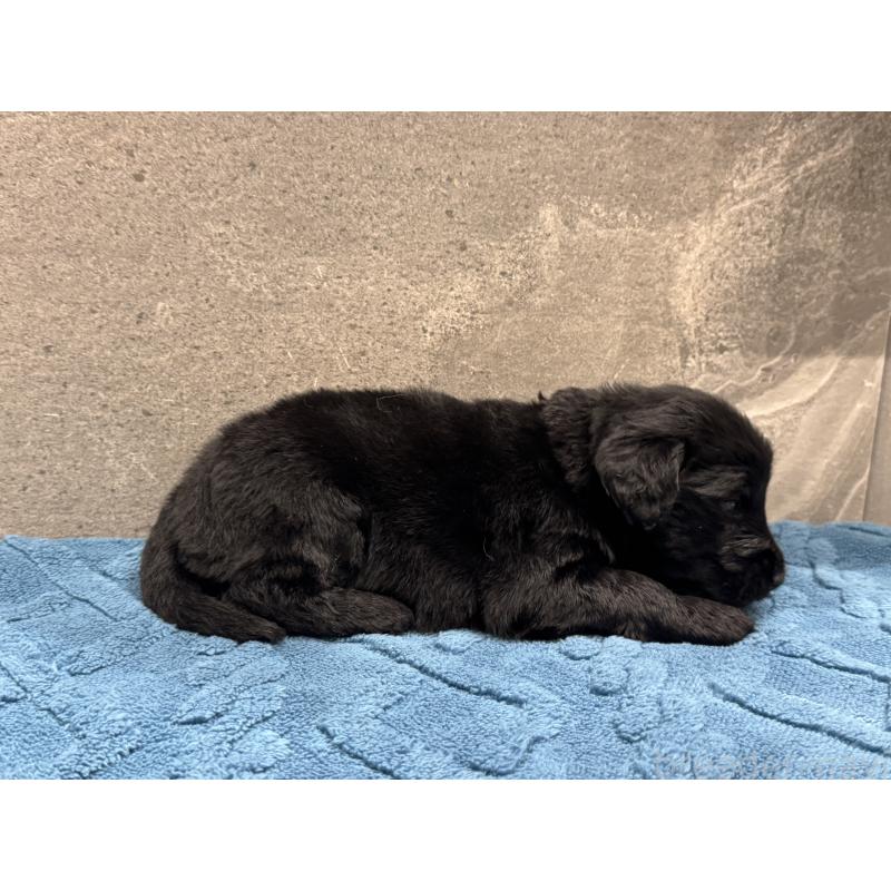 商談中の静岡県のフラットコーテッドレトリーバー-424028の2枚目