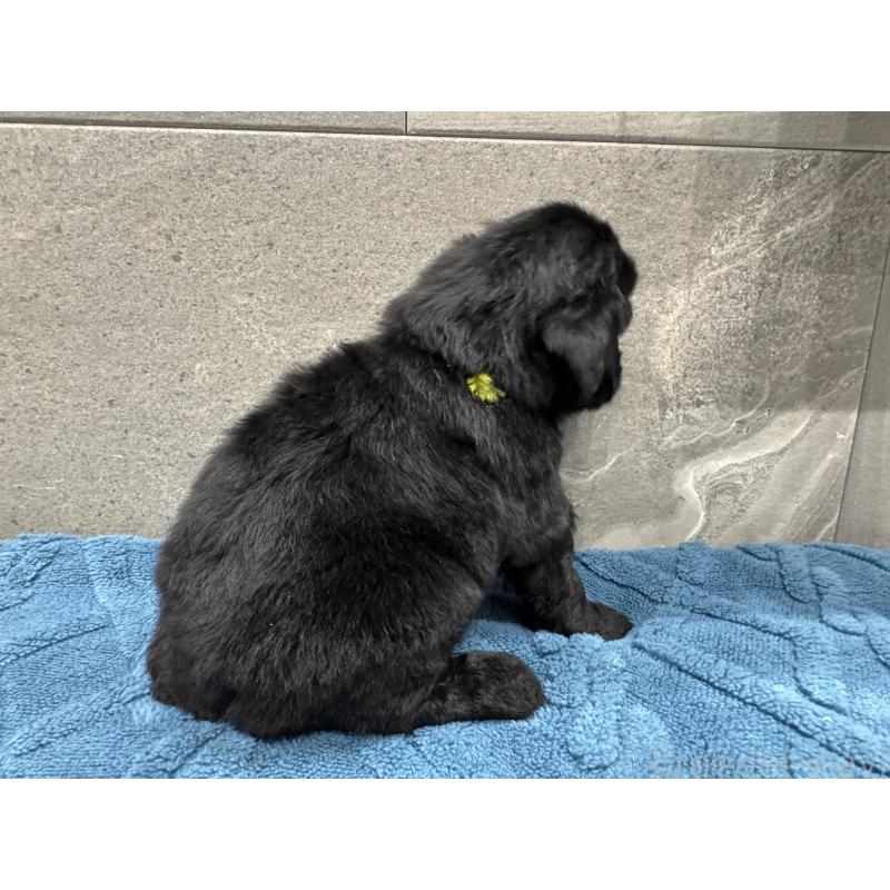 販売中の静岡県のフラットコーテッドレトリーバー-423916の4枚目