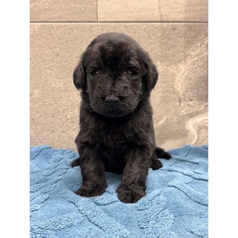 販売中の静岡県のフラットコーテッドレトリーバー-423916の3枚目