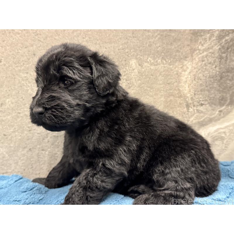 販売中の静岡県のフラットコーテッドレトリーバー-423916の2枚目