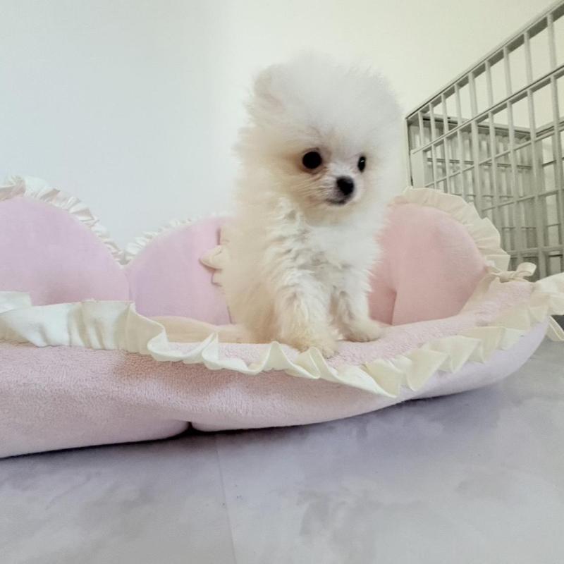 販売中の愛知県のポメラニアン-428849の9枚目