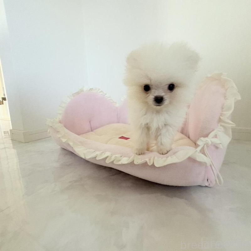 販売中の愛知県のポメラニアン-428849の8枚目