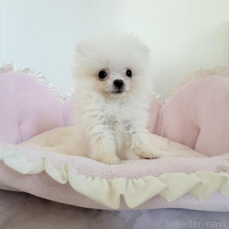 販売中の愛知県のポメラニアン-428849の7枚目