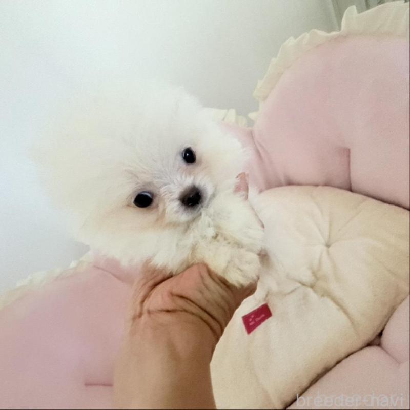 販売中の愛知県のポメラニアン-428849の1枚目