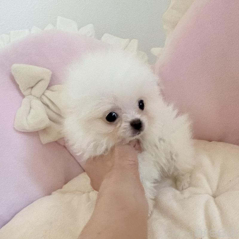 販売中の愛知県のポメラニアン-428849の6枚目