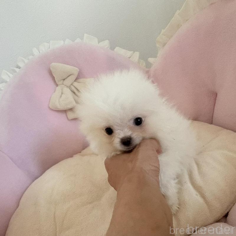 販売中の愛知県のポメラニアン-428849の5枚目