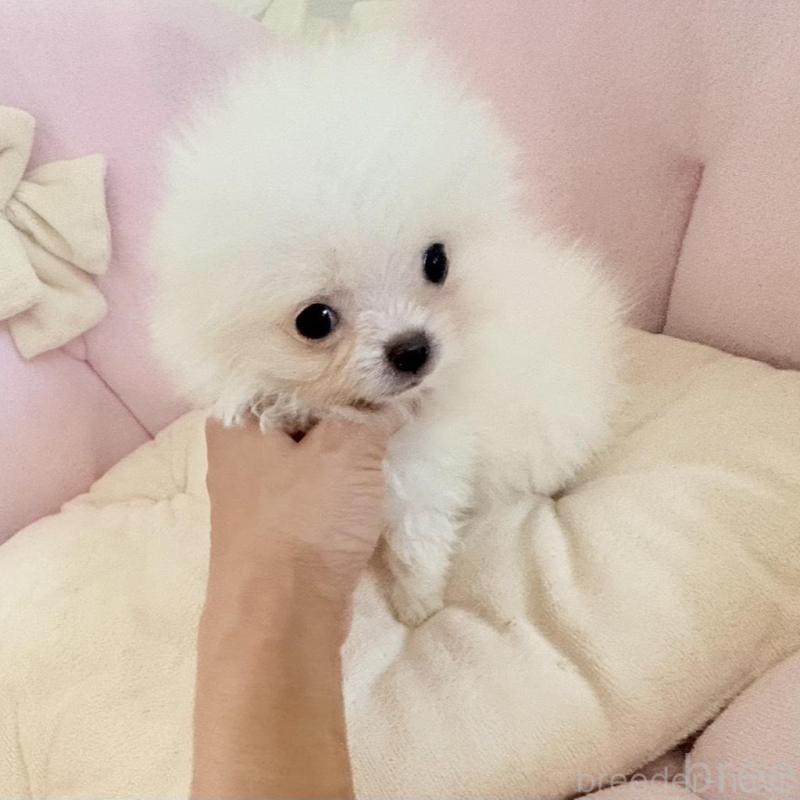 販売中の愛知県のポメラニアン-428849の4枚目