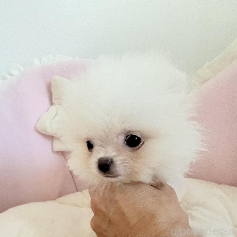 販売中の愛知県のポメラニアン-428849の3枚目