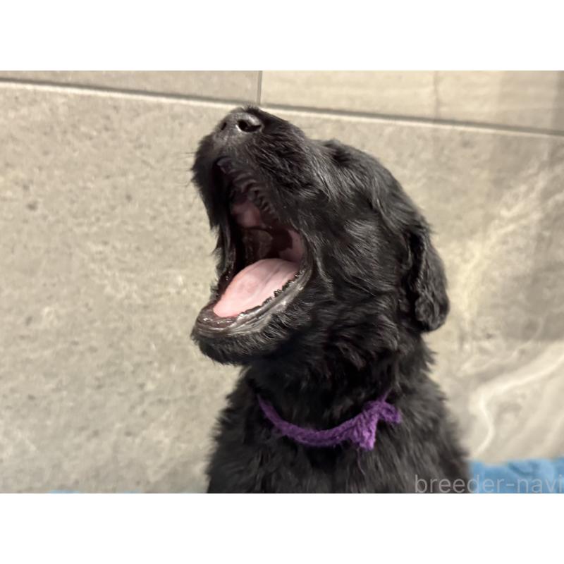 商談中の静岡県のフラットコーテッドレトリーバー-424027の2枚目