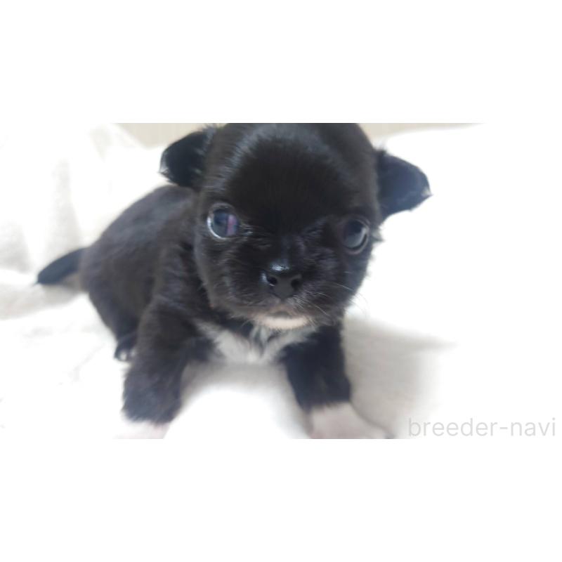 販売中の東京都のチワワ(ロングコート)-428833の5枚目