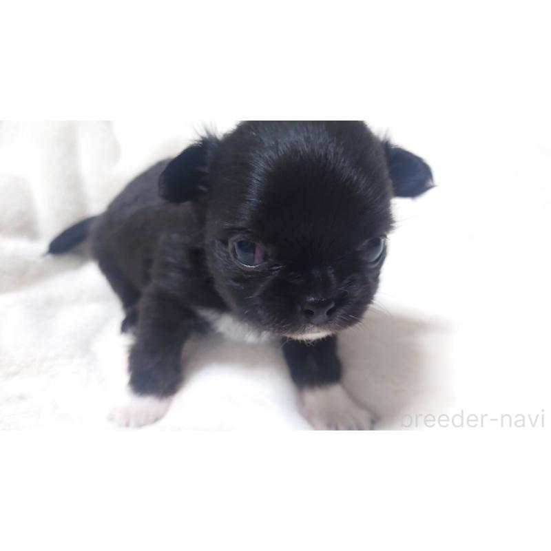 販売中の東京都のチワワ(ロングコート)-428833の4枚目