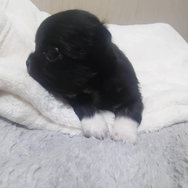 販売中の東京都のチワワ(ロングコート)-428833の3枚目