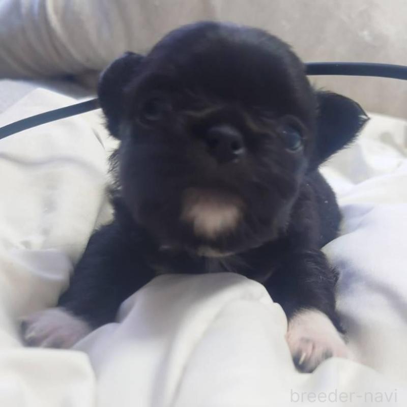 販売中の東京都のチワワ(ロングコート)-428833の1枚目