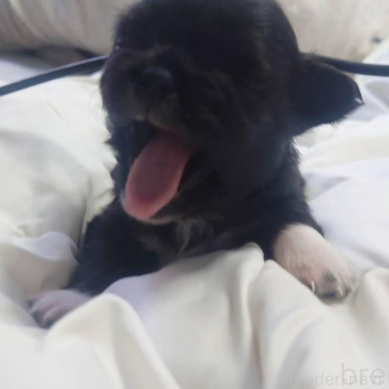 販売中の東京都のチワワ(ロングコート)-428833の2枚目