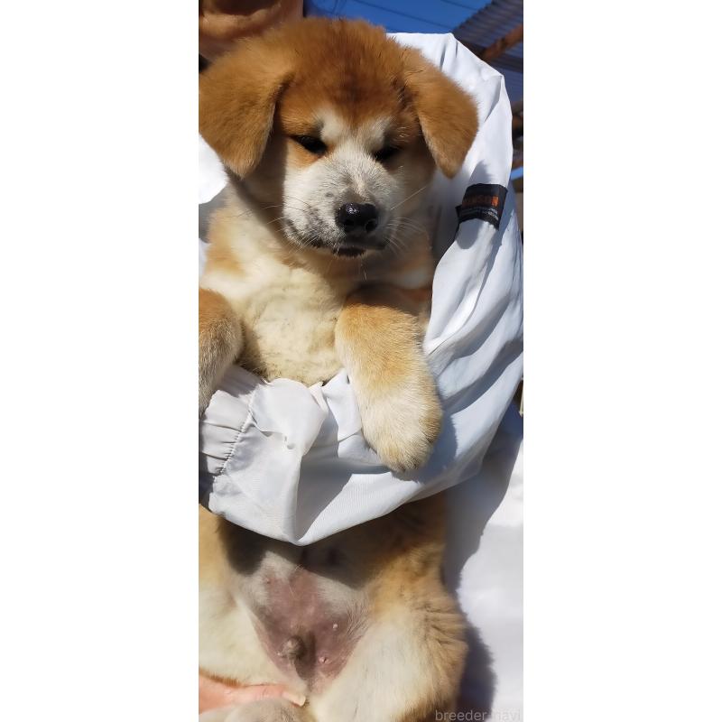 販売中の茨城県の秋田犬-428851の4枚目