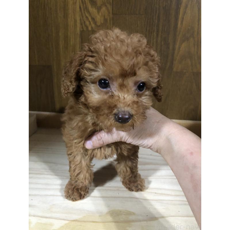 成約済の兵庫県のトイプードル-425639の18枚目