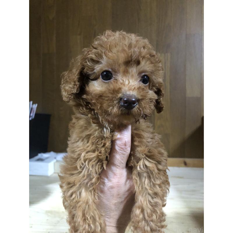 成約済の兵庫県のトイプードル-425639の17枚目