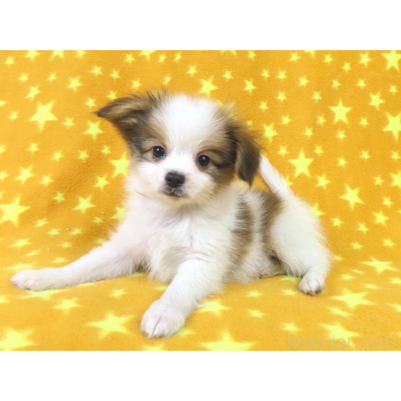 成約済の千葉県のパピヨン-422291の4枚目