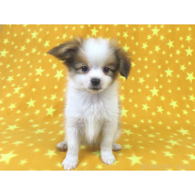 成約済の千葉県のパピヨン-422291の3枚目