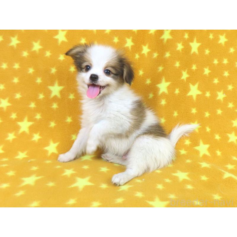 成約済の千葉県のパピヨン-422291の2枚目