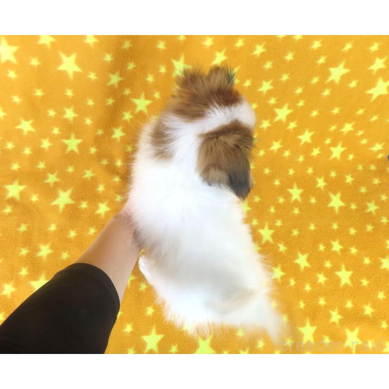 成約済の千葉県のパピヨン-416474の5枚目