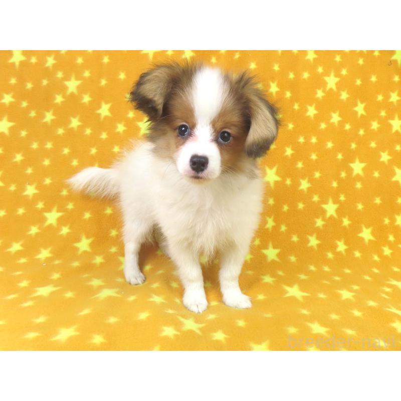 成約済の千葉県のパピヨン-416474の4枚目