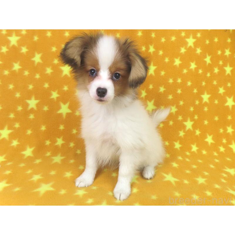 成約済の千葉県のパピヨン-416474の3枚目