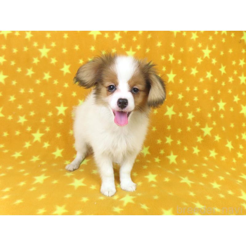 成約済の千葉県のパピヨン-416474の2枚目