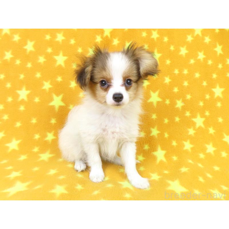 成約済の千葉県のパピヨン-416475の8枚目