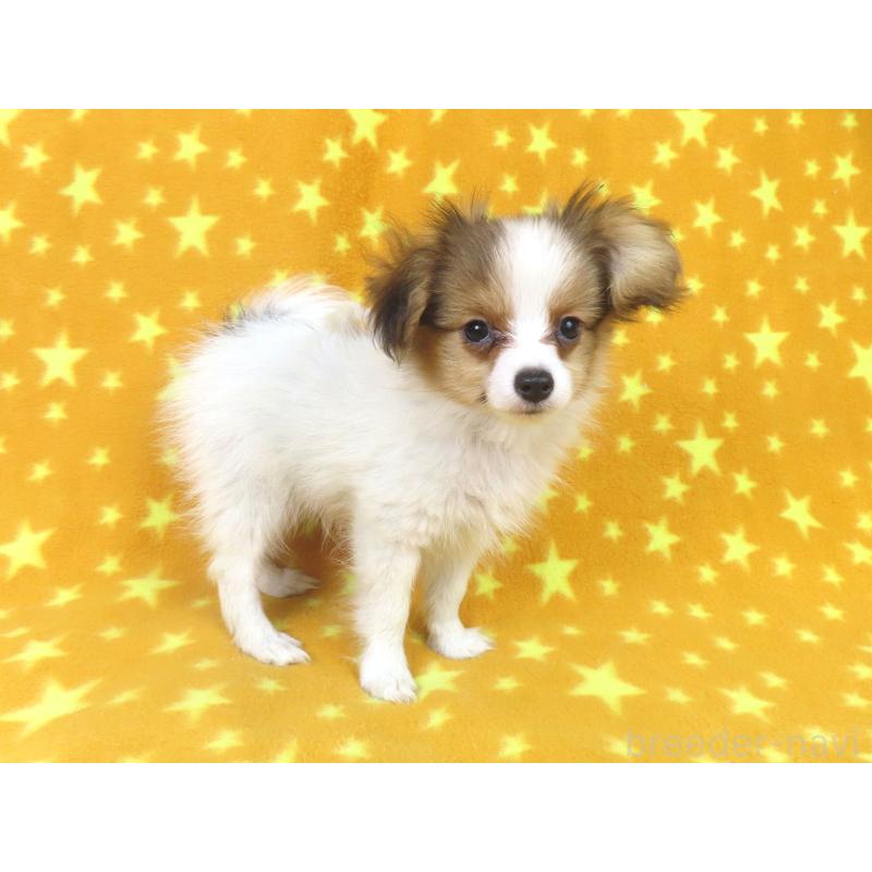 成約済の千葉県のパピヨン-416475の7枚目