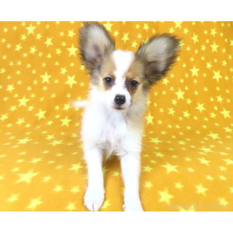 販売中の千葉県のパピヨン-416477の9枚目