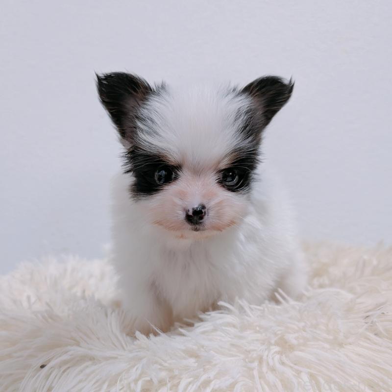 販売中の長崎県のパピヨン-428856の1枚目