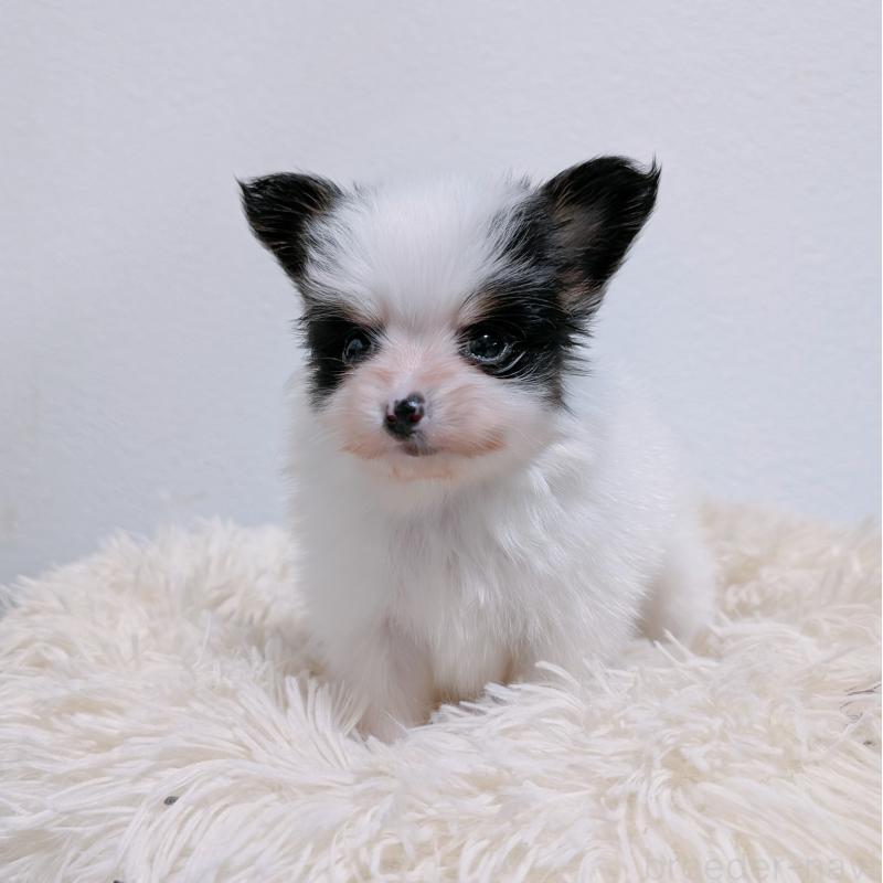 販売中の長崎県のパピヨン-428856の7枚目