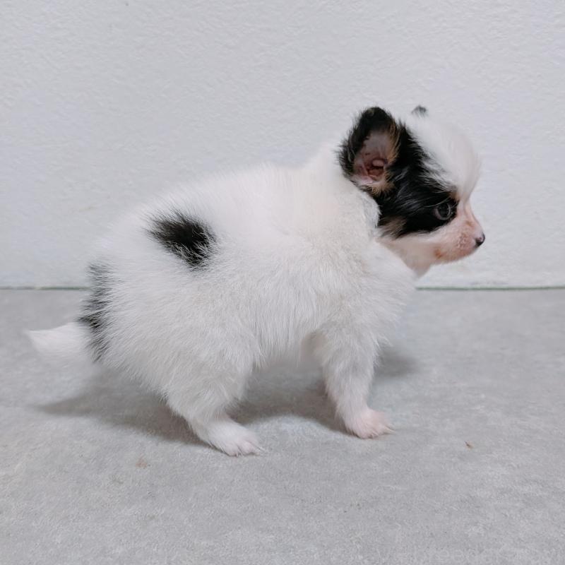 販売中の長崎県のパピヨン-428856の6枚目