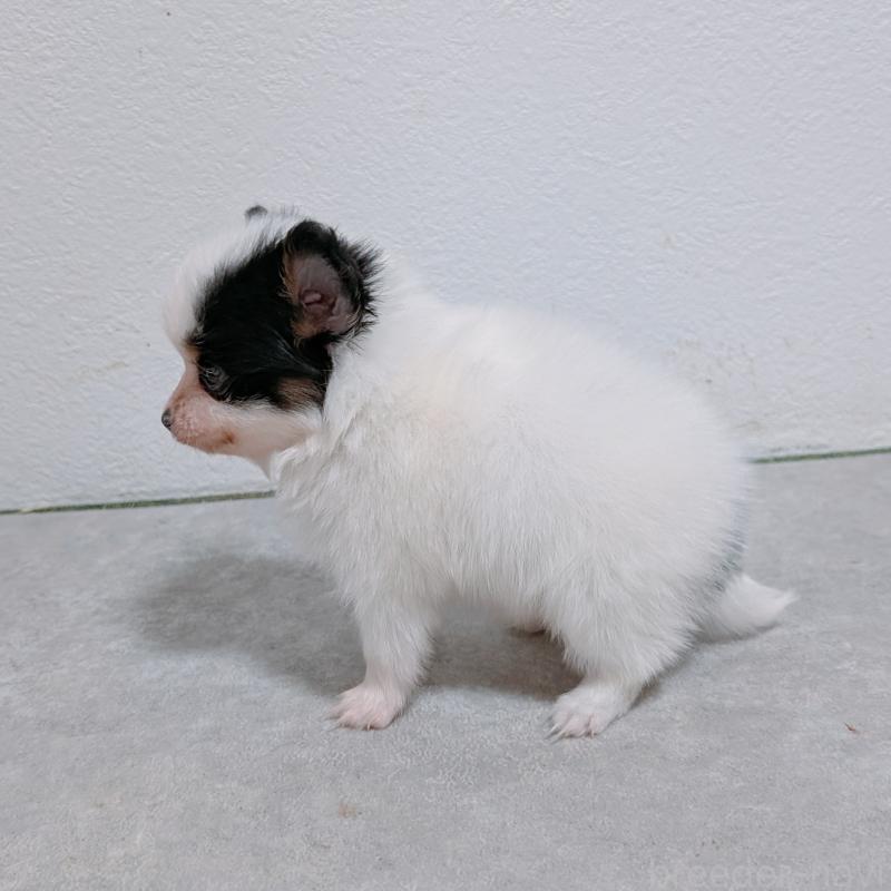 販売中の長崎県のパピヨン-428856の5枚目