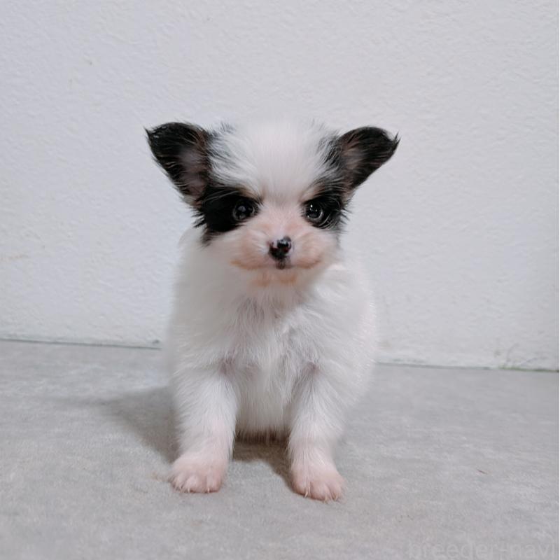 販売中の長崎県のパピヨン-428856の3枚目