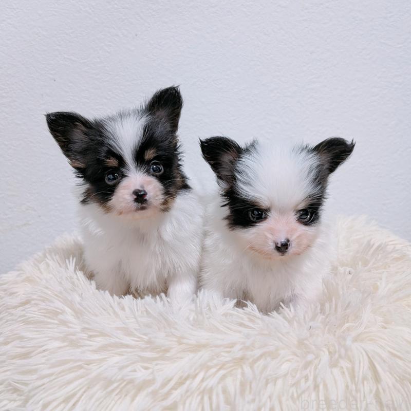 販売中の長崎県のパピヨン-428856の2枚目