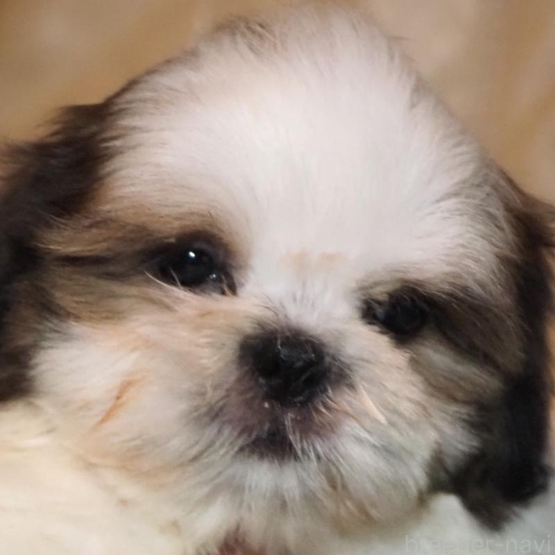 販売中の山梨県のシーズー-428920の1枚目