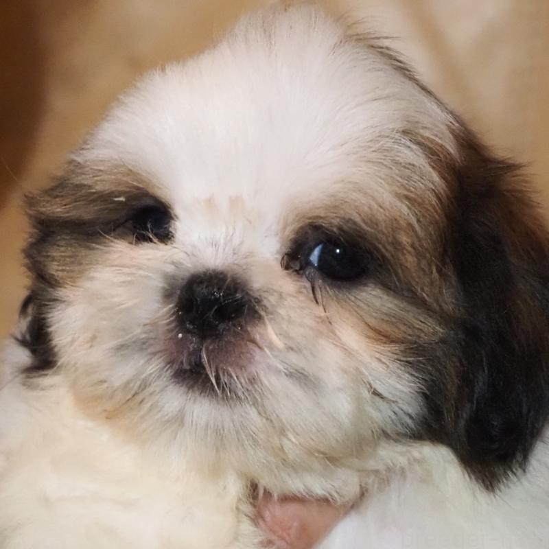 販売中の山梨県のシーズー-428920の10枚目