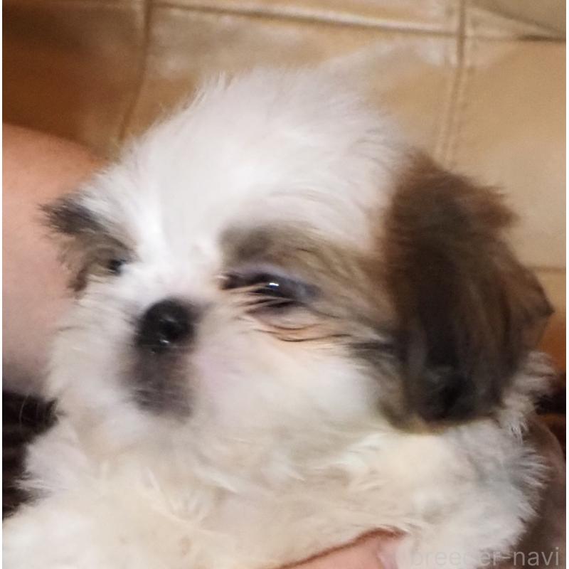 販売中の山梨県のシーズー-428920の9枚目