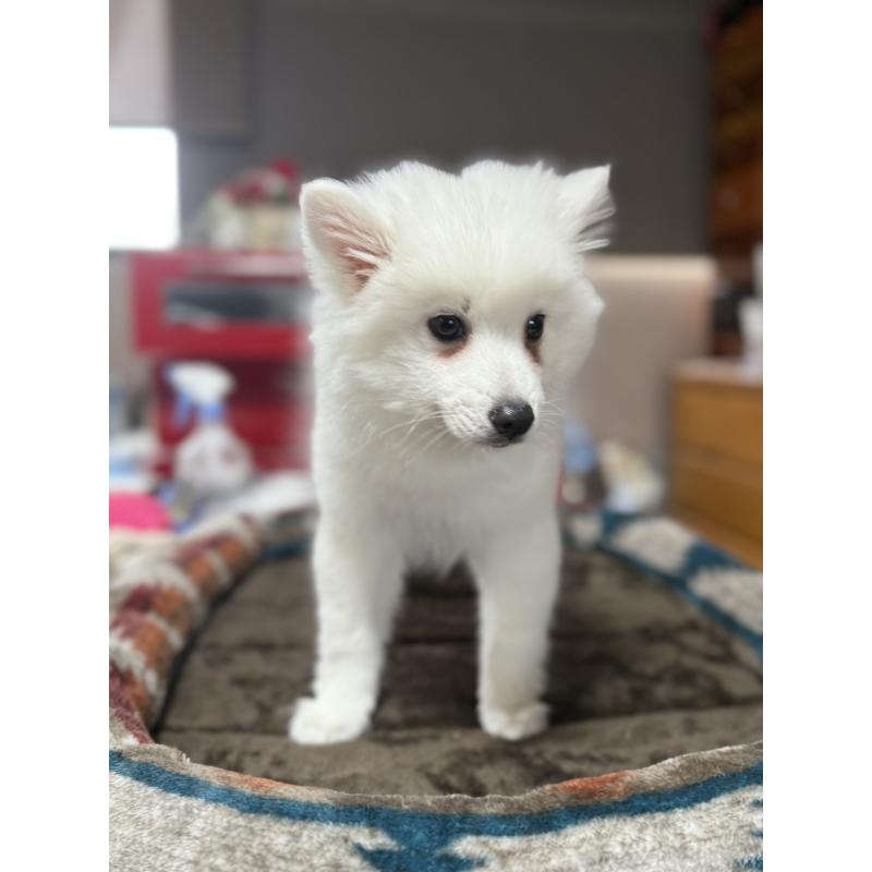 販売中の静岡県の日本スピッツ-423659の5枚目